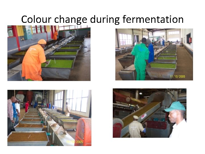 Colour change during fermentation Colour change during fermentation