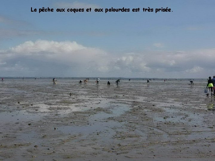 La pêche aux coques et aux palourdes est très prisée. 