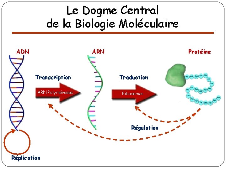 Le Dogme Central de la Biologie Moléculaire ADN ARN Transcription ARN Polymérases Protéine Traduction