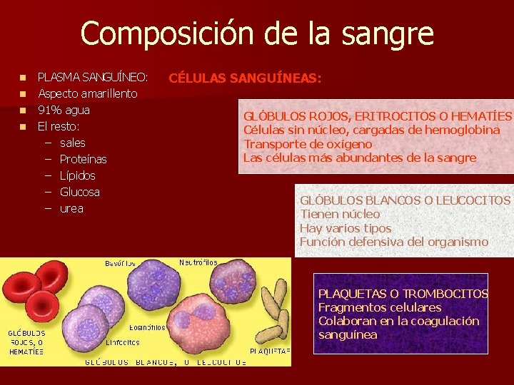 Composición de la sangre n n PLASMA SANGUÍNEO: Aspecto amarillento 91% agua El resto: