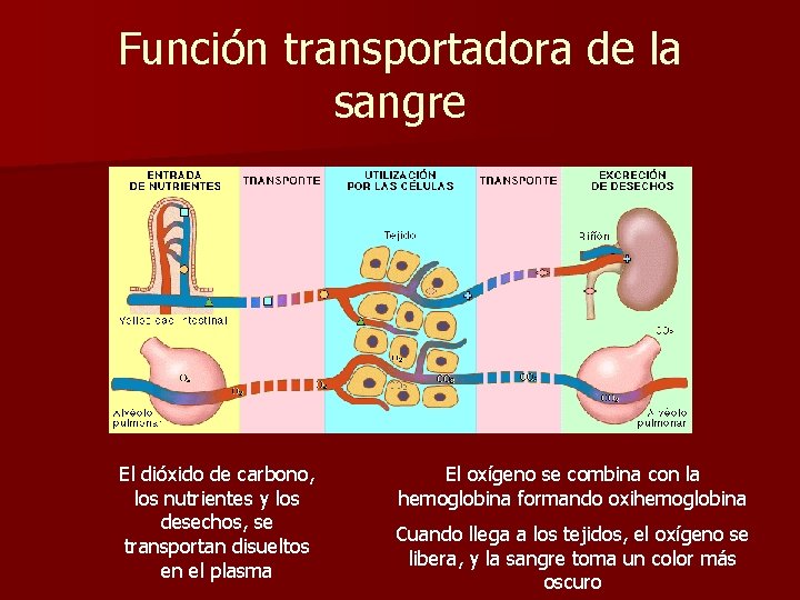 Función transportadora de la sangre El dióxido de carbono, los nutrientes y los desechos,