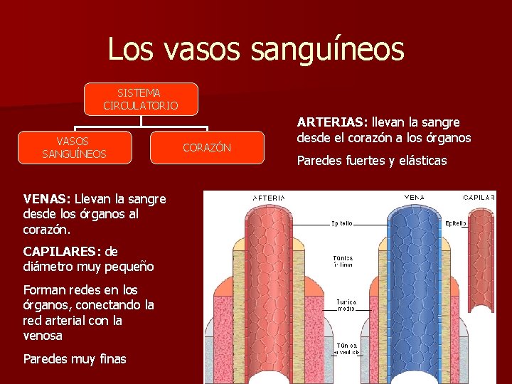 Los vasos sanguíneos SISTEMA CIRCULATORIO VASOS SANGUÍNEOS VENAS: Llevan la sangre desde los órganos