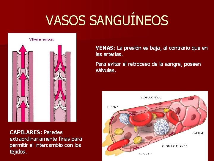 VASOS SANGUÍNEOS VENAS: La presión es baja, al contrario que en las arterias. Para
