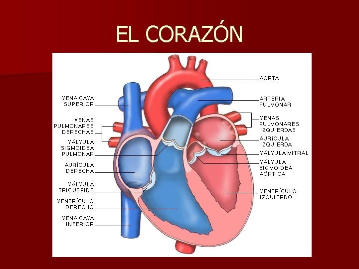 EL CORAZÓN 
