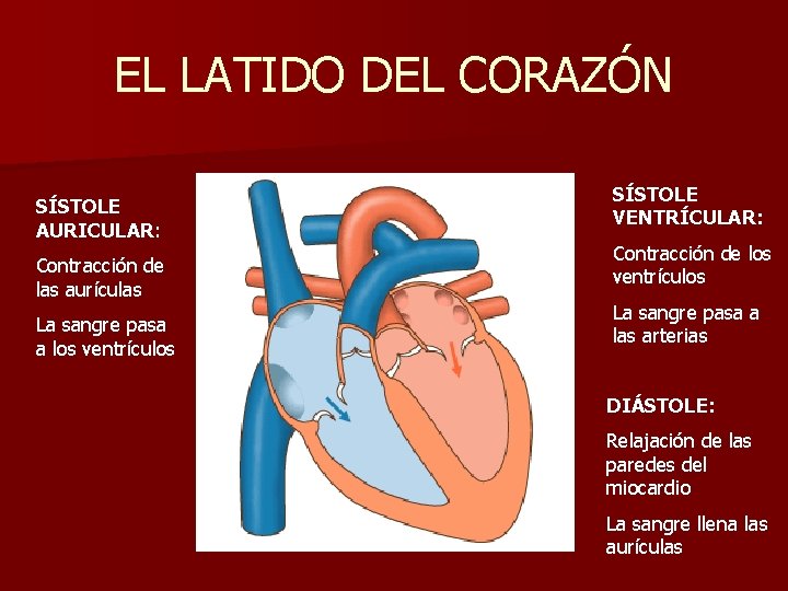EL LATIDO DEL CORAZÓN SÍSTOLE AURICULAR: Contracción de las aurículas La sangre pasa a