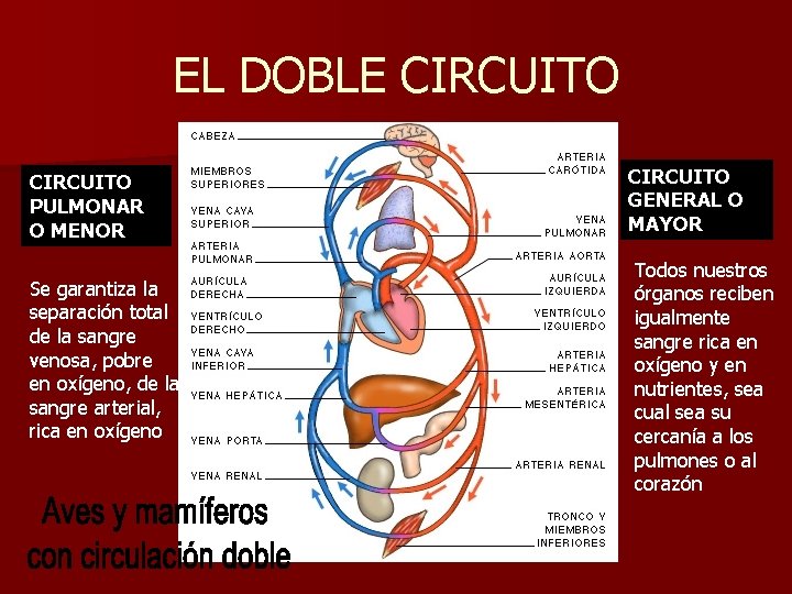 EL DOBLE CIRCUITO PULMONAR O MENOR Se garantiza la separación total de la sangre