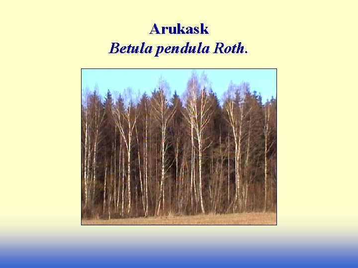 Arukask Betula pendula Roth. 