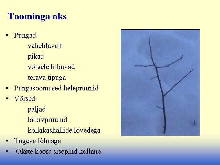 Toominga oks • Pungad: vahelduvalt pikad võrsele liibuvad terava tipuga • Pungasoomused helepruunid •