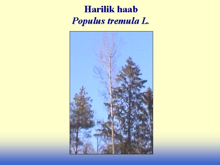 Harilik haab Populus tremula L. 