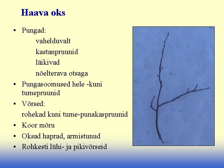 Haava oks • Pungad: vahelduvalt kastanpruunid läikivad nõelterava otsaga • Pungasoomused hele -kuni tumepruunid