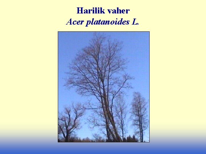 Harilik vaher Acer platanoides L. 