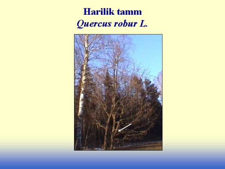 Harilik tamm Quercus robur L. 