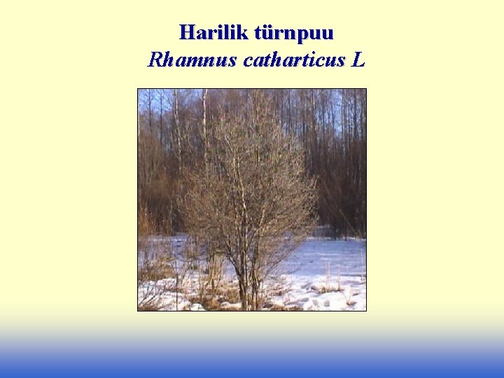 Harilik türnpuu Rhamnus catharticus L 