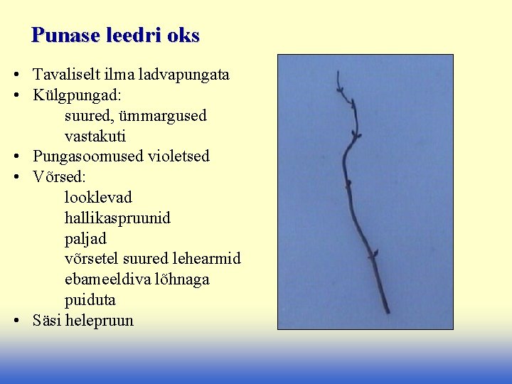 Punase leedri oks • Tavaliselt ilma ladvapungata • Külgpungad: suured, ümmargused vastakuti • Pungasoomused