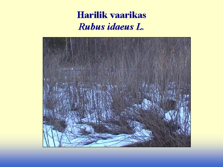 Harilik vaarikas Rubus idaeus L. 