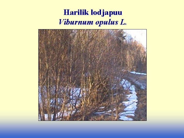 Harilik lodjapuu Viburnum opulus L. 