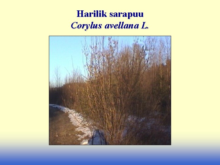 Harilik sarapuu Corylus avellana L. 