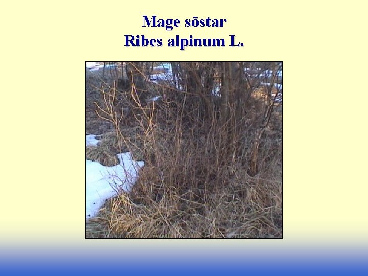 Mage sõstar Ribes alpinum L. 