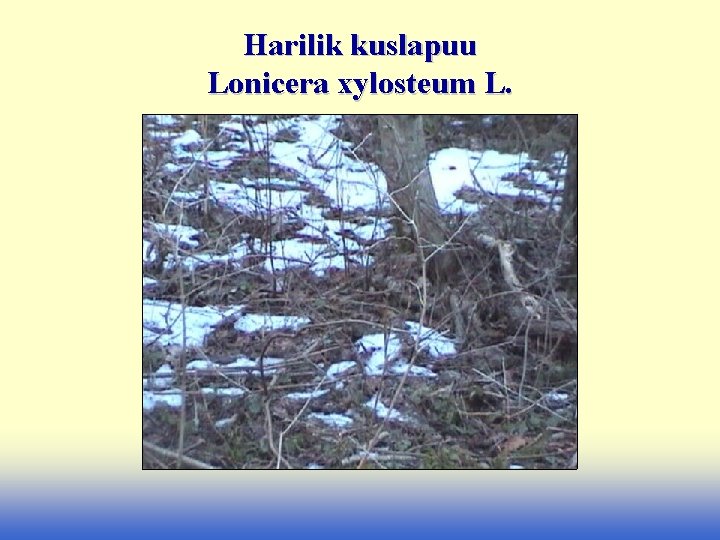 Harilik kuslapuu Lonicera xylosteum L. 