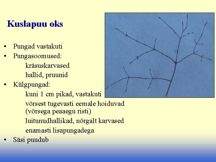 Kuslapuu oks • Pungad vastakuti • Pungasoomused: kräsuskarvased hallid, pruunid • Külgpungad: kuni 1