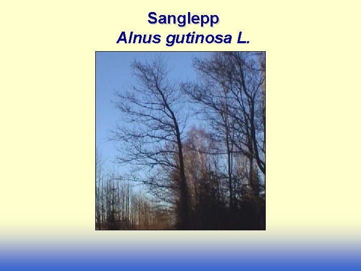 Sanglepp Alnus gutinosa L. 
