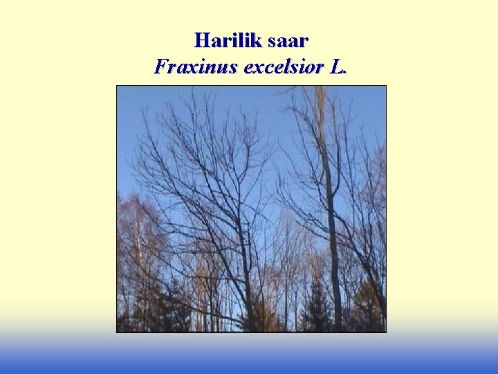 Harilik saar Fraxinus excelsior L. 