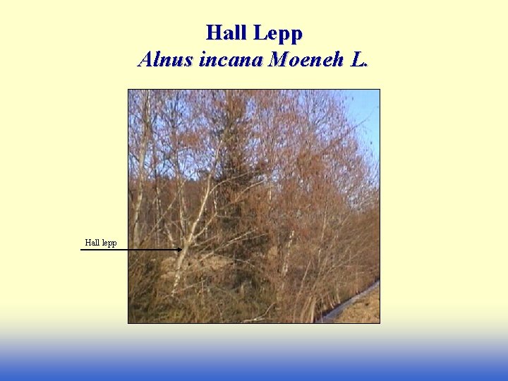 Hall Lepp Alnus incana Moeneh L. Hall lepp 