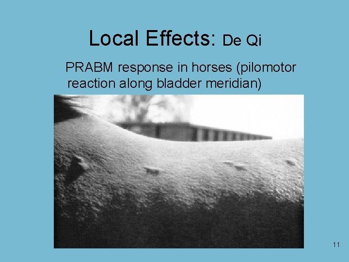 Local Effects: De Qi PRABM response in horses (pilomotor reaction along bladder meridian) 11