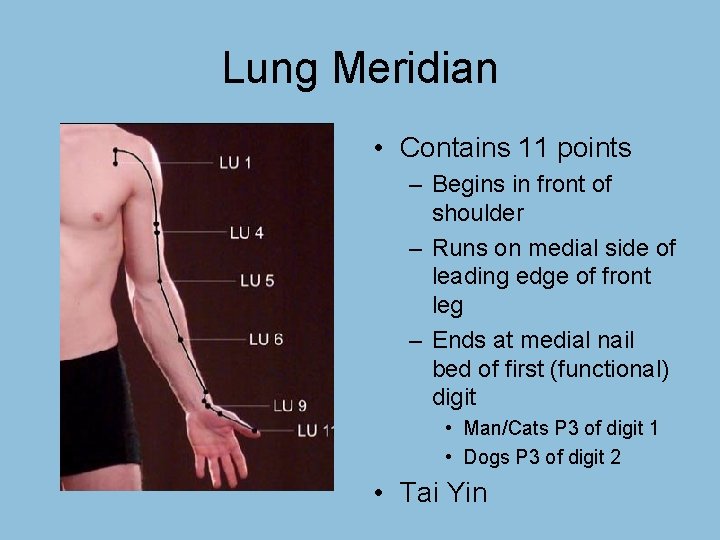 Lung Meridian • Contains 11 points – Begins in front of shoulder – Runs