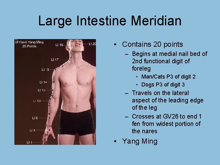 Large Intestine Meridian • Contains 20 points – Begins at medial nail bed of