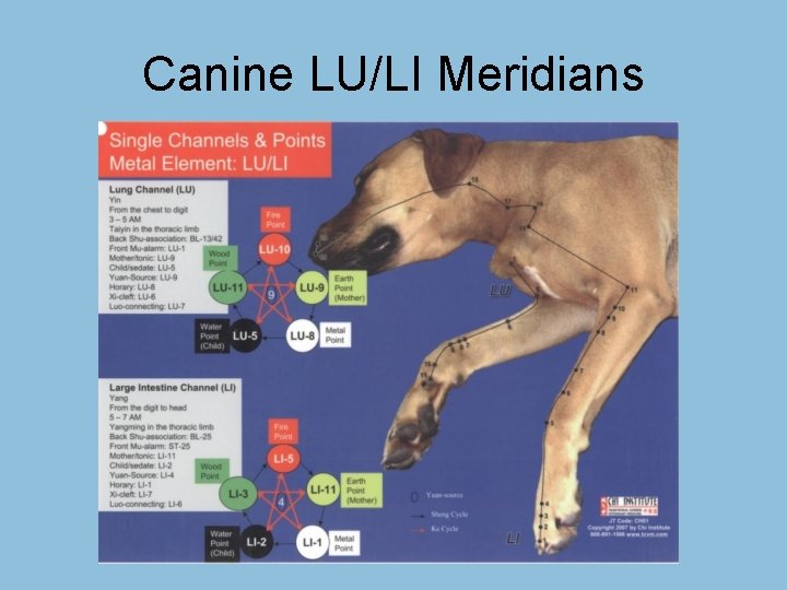 Canine LU/LI Meridians 