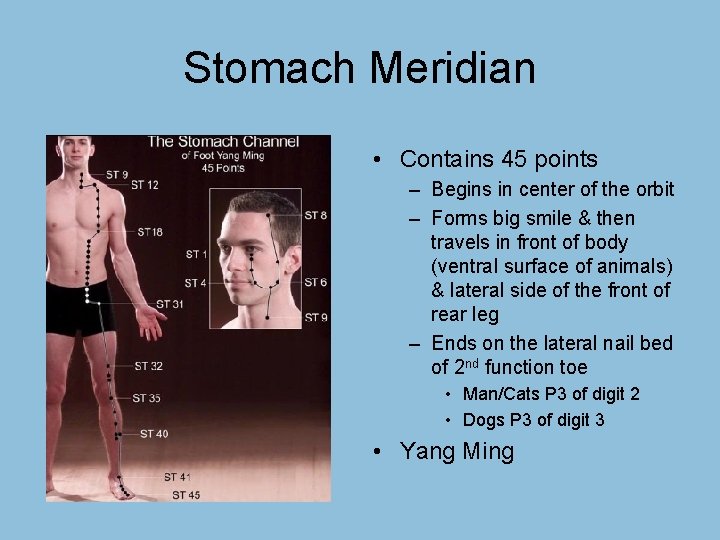 Stomach Meridian • Contains 45 points – Begins in center of the orbit –