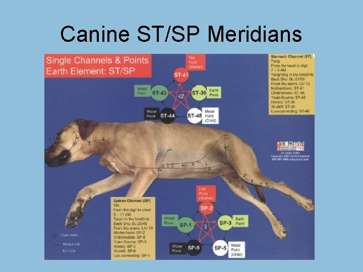 Canine ST/SP Meridians 