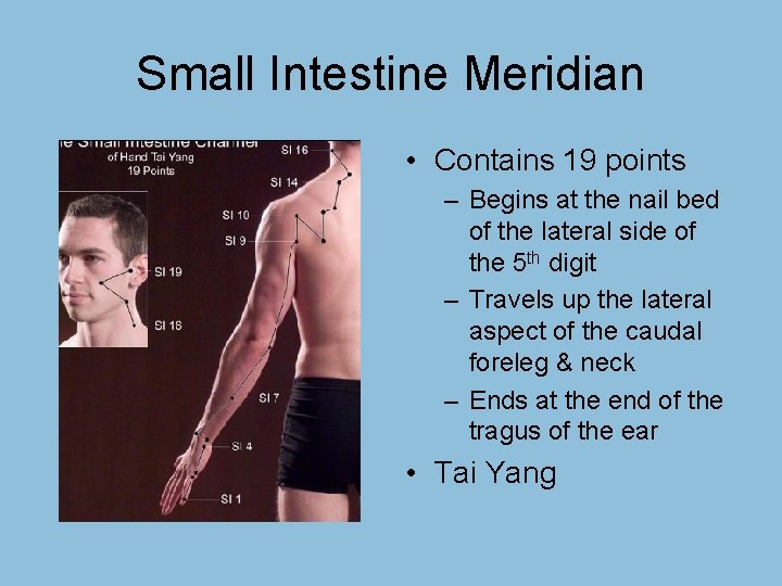 Small Intestine Meridian • Contains 19 points – Begins at the nail bed of