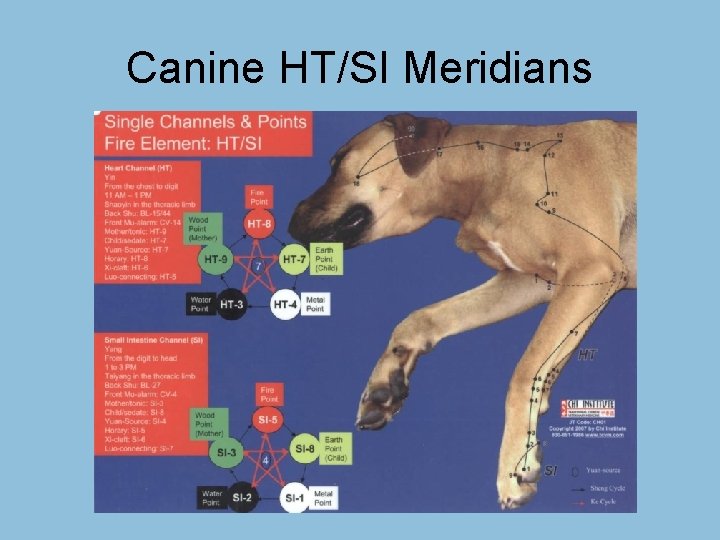 Canine HT/SI Meridians 