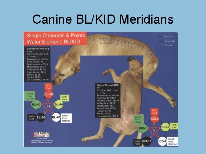Canine BL/KID Meridians 