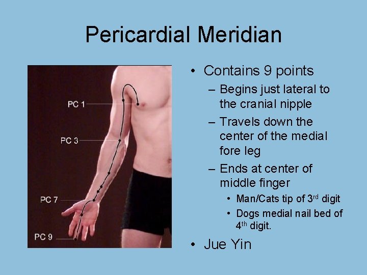 Pericardial Meridian • Contains 9 points – Begins just lateral to the cranial nipple