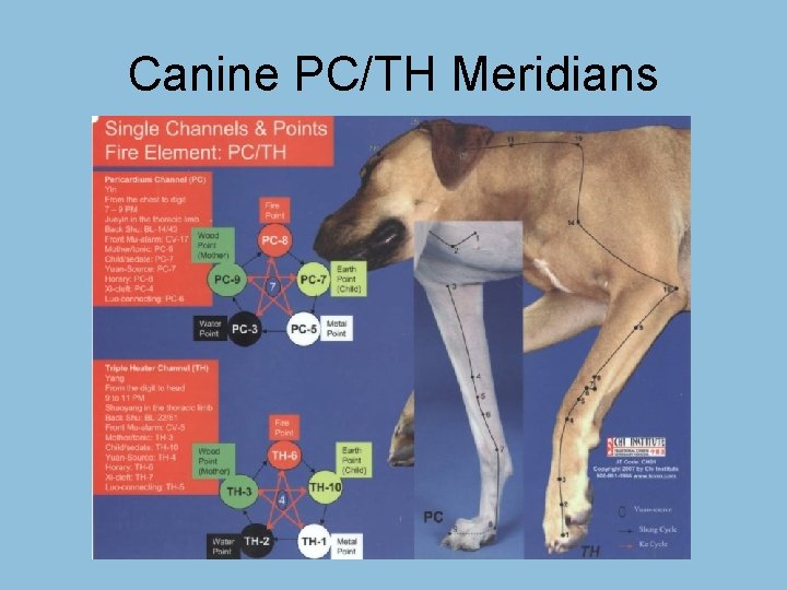Canine PC/TH Meridians 