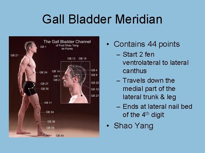 Gall Bladder Meridian • Contains 44 points – Start 2 fen ventrolateral to lateral