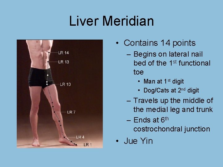 Liver Meridian • Contains 14 points – Begins on lateral nail bed of the