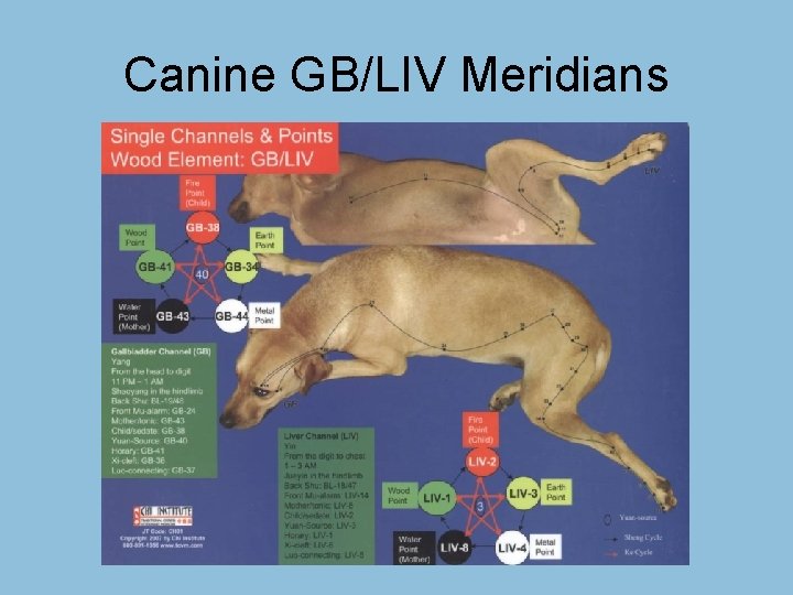 Canine GB/LIV Meridians 