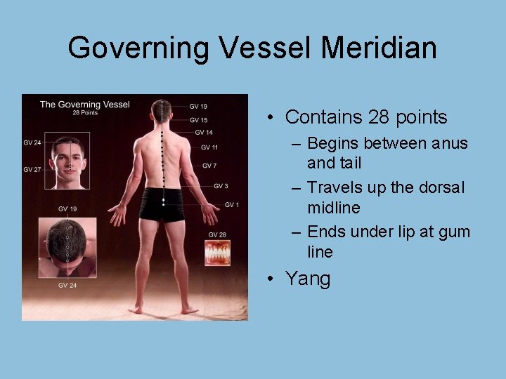 Governing Vessel Meridian • Contains 28 points – Begins between anus and tail –