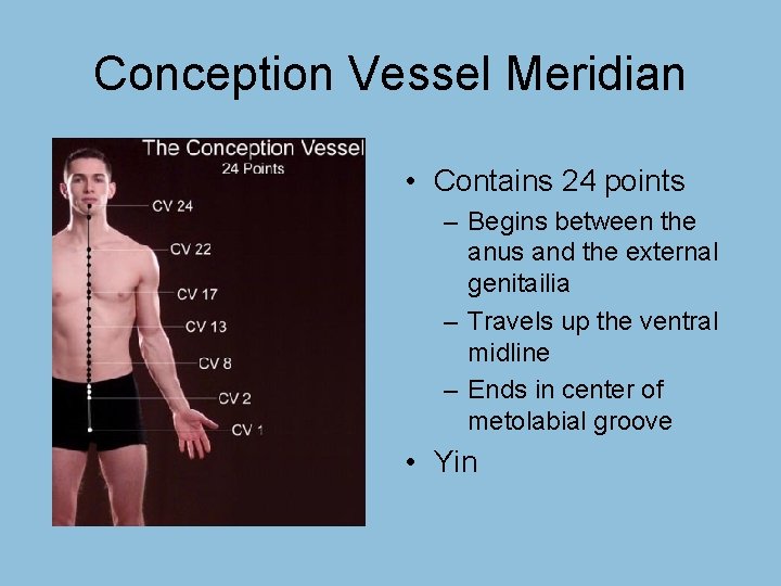 Conception Vessel Meridian • Contains 24 points – Begins between the anus and the