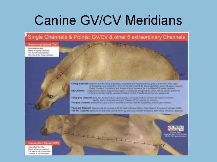 Canine GV/CV Meridians 
