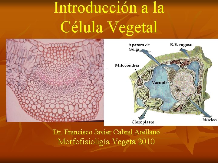 Introducción a la Célula Vegetal Dr. Francisco Javier Cabral Arellano Morfofisioligía Vegeta 2010 