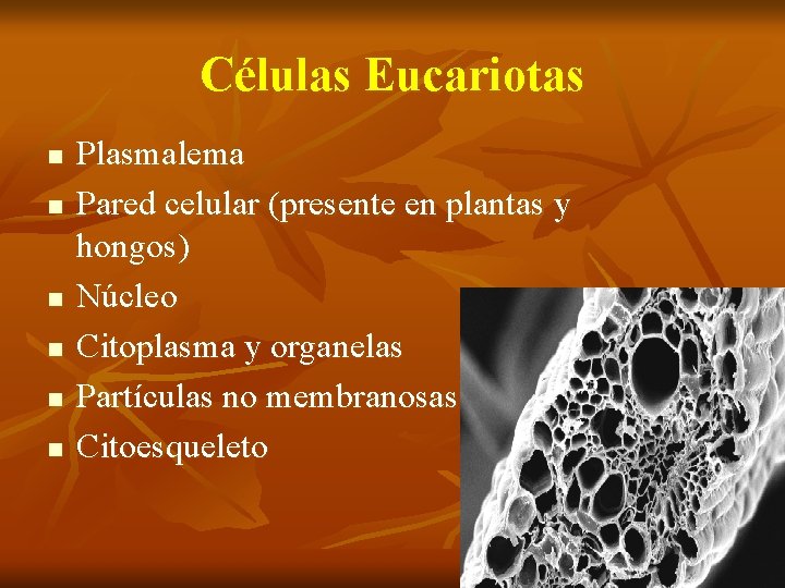 Células Eucariotas n n n Plasmalema Pared celular (presente en plantas y hongos) Núcleo