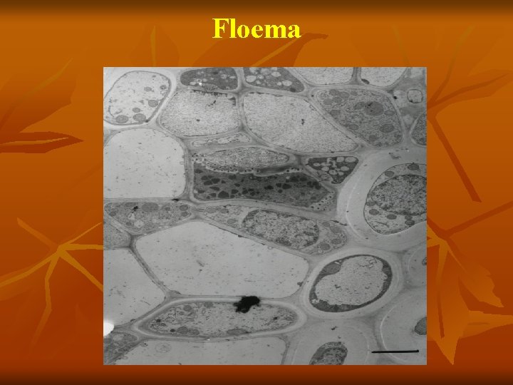 Floema 