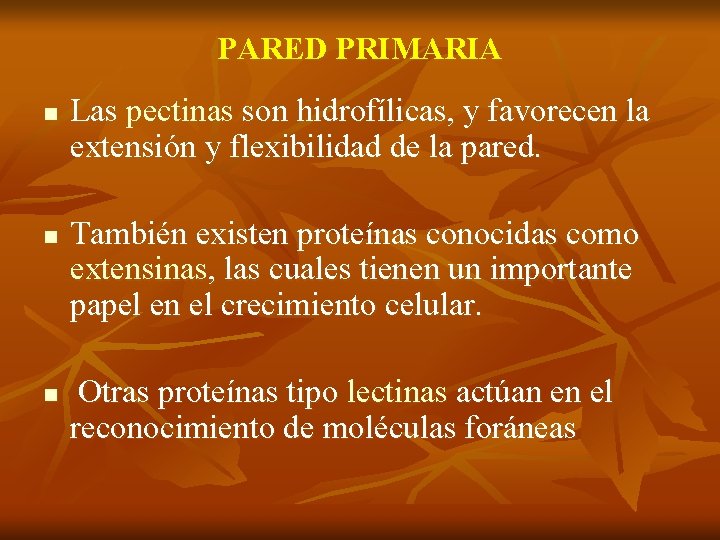 PARED PRIMARIA n Las pectinas son hidrofílicas, y favorecen la extensión y flexibilidad de