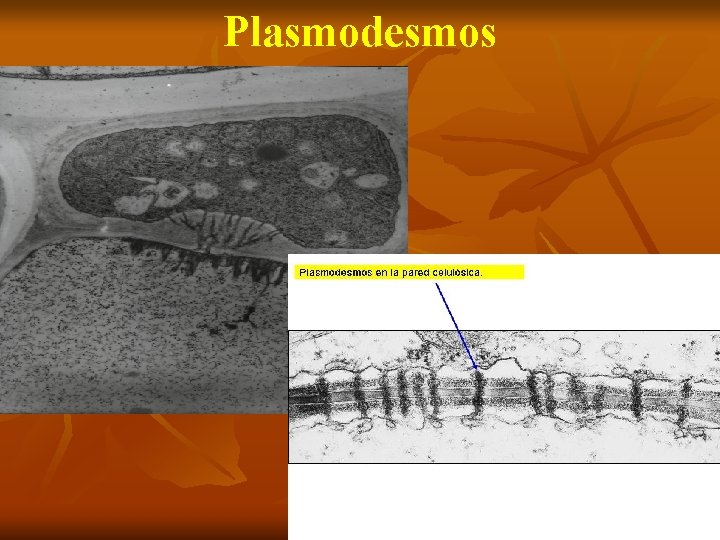 Plasmodesmos 