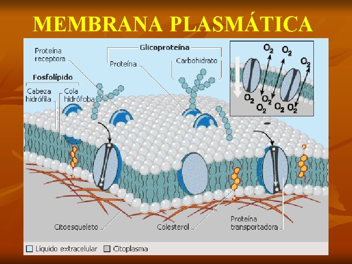 MEMBRANA PLASMÁTICA 